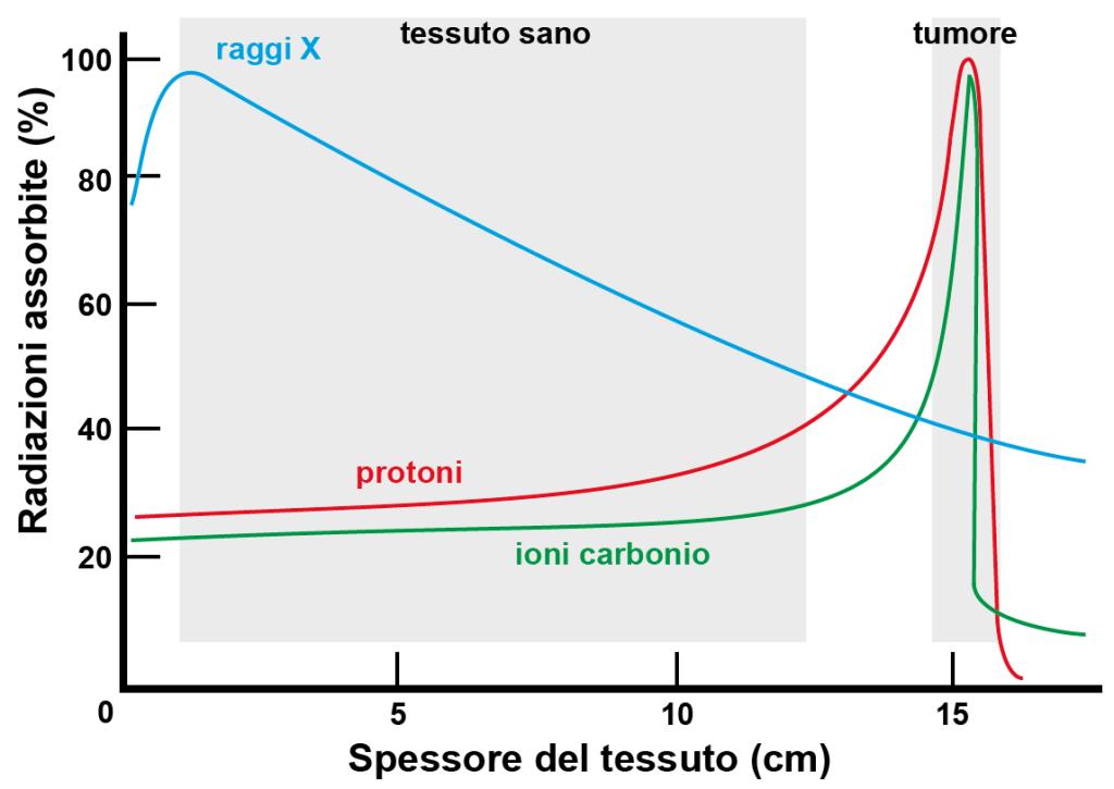 Figura 1.2. Percentuale di energia assorbita dai tessuti in funzione della profondità raggiunta da una particella.