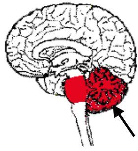 considerato un mini-cervello ; embriologicamente deriva dal romboencefalo come il ponte ed il midollo allungato 1. Controllo dell attività motoria 2.