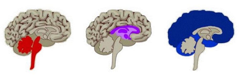 La teoria di McLean schematizzata Rettiliano Paloemammaliano Neomammaliano Tronco encefalico + Cervelletto Attacco o fuga Sistema Limbico Emozioni, memorie, abitudini Neocorteccia Linguaggio,