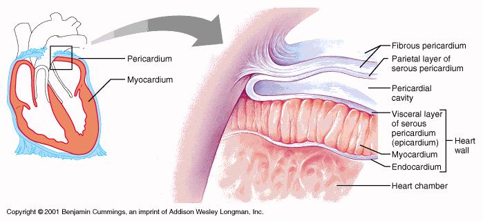 Il pericardio fibroso, è formato da tessuto connettivo denso ed è ricco di fibre elastiche che avvolgono il cuore, si fonde dorsalmente con l avventizia dei grossi vasi e ventralmente si continua