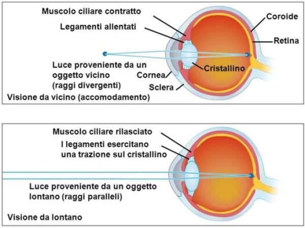 fuoco di oggetti posti a distanze che vanno dall infinito fino a pochi centimetri dall occhio (Fig.1.3). Fig.1.3 Elementi che intervengono nel processo di accomodazione.