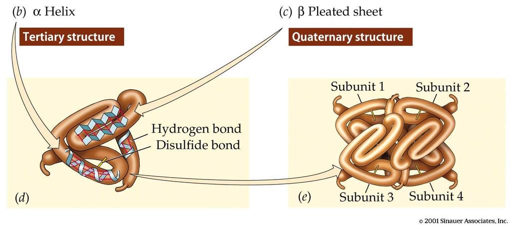 La struttura terziaria è generata dal ripiegamento e dalla conformazione della catena polipeptidica segmenti distanti di proteina nella strutt.