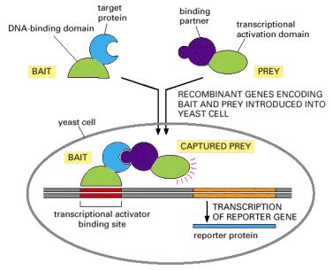 Costruzione dei due ibridi X Y il DNA del binding domain deve essere fuso al DNA della proteina X il DNA del dominio attivatore deve essere fuso al DNA della protein Y.