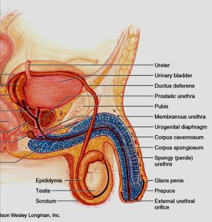 prostata La prostata è una ghiandola impari posta al di sotto della vescica, attorno all uretra.