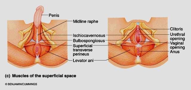Il pavimento della cavità pelvica è dato da strati muscolari = perineo.