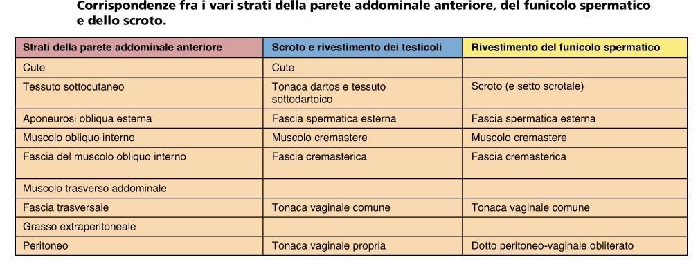 PARETE ADDOMINALE ANTERO-LATERALE,