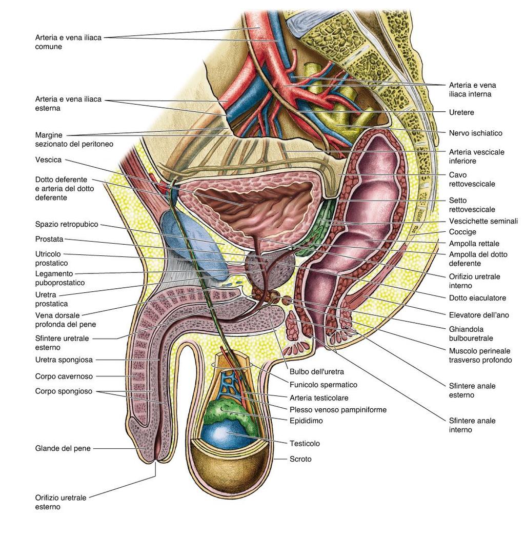 PROSTATA: