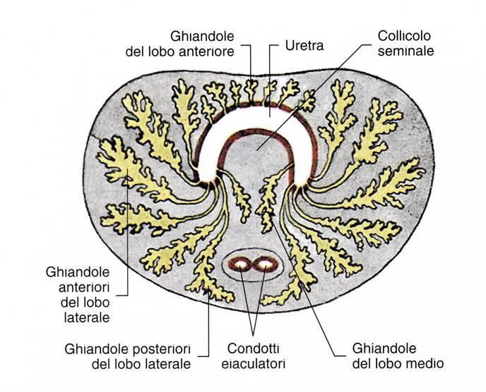 PROSTATA (sezione trasversa) LOBI ANTERIORE, MEDIO, LATERALI E