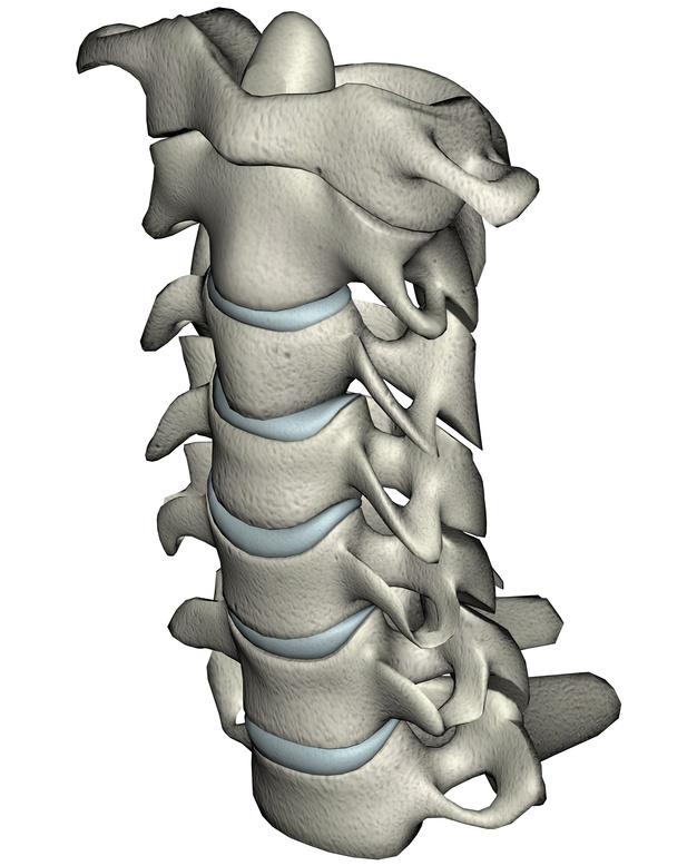 vertebra cartilagineus