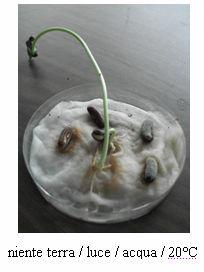 Seconda parte Sara ha preparato un esperimento per indagare le condizioni necessarie per la germinazione dei semi di fagiolo. Ha utilizzato in tutto tre vasi allestiti nel seguente modo.