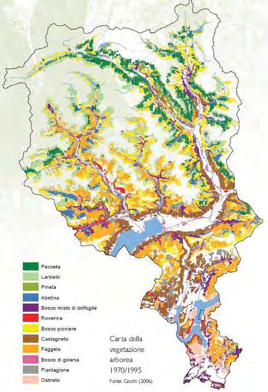 inoltre possibile associare ogni essenza alle categorie conifera e latifoglie, come mostrato in Tabella 95 e in Figura 67.