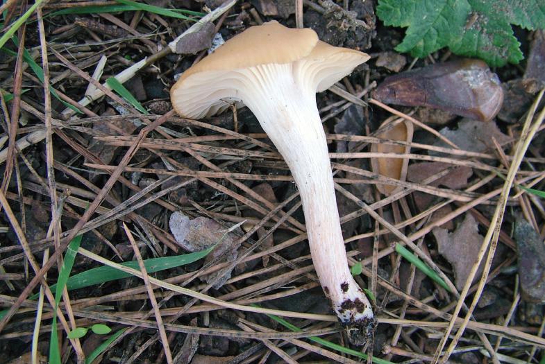Camarophyllus colemannianus Note E un fungo abbastanza raro, in particolare nella provincia di Pesaro-Urbino; anche se gregario, i ritrovamenti sono stati sempre singoli.