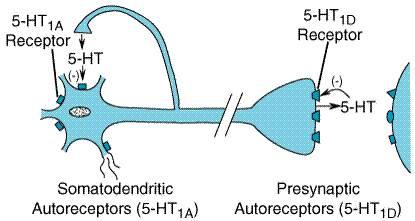 Recettori 5-HT 1B e 1D: auto-eterocettori presinaptici inibitori Localizzazione Funzione Agonisti Impiego terapeutico Terminali delle fibre sensitive del trigemino associate ai grossi vasi meningei;