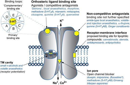 Recettori ionotropici 5-HT3 Canali eteromerici (5 subunità A-E) permeabili al sodio A causa dell'effetto pro-emetico e ansiogenico, gli agonisti NON hanno impieghi terapeutici Sito di legame