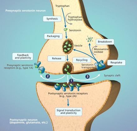 SEROTONINA: sintesi e degradazione Neurone presinaptico serotoninergico triptofano Trasportatore del triptofano Serotonina (5-idrossitriptamina 5-HT) Recettori pre-sinaptici della