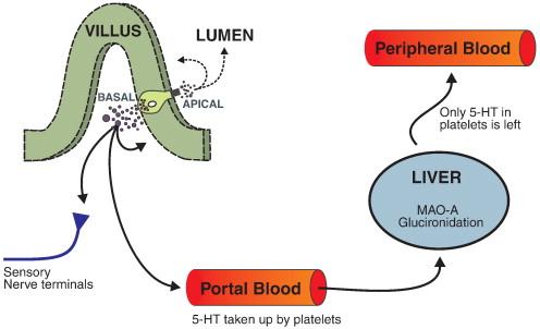 Serotonina e funzioni periferiche: uptake nelle piastrine La 5-HT rilasciata dalle cellule