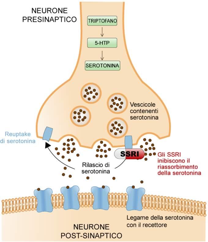 FARMACI ANTIDEPRESSIVI Inibitori selettivi del trasportatore della serotonina (SSRI) MECCANISMO D'AZIONE: Inibendo la ri-captazione della