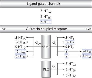 Recettori serotoninergici: classificazione e distribuzione 5-HT 1A 5-HT 1B 5-HT 1D 5-HT 5 Recettori Ionotropici 5-HT 3A 5-HT 3B 5-HT 3C Recettori Metabotropici 5-HT 4 5-HT 6 5-HT 7 5-HT 2A 5-HT 2B