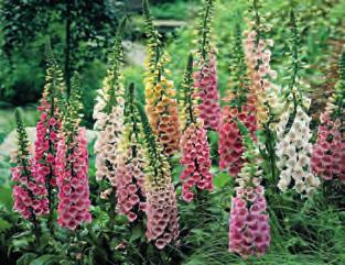 DIGITALIS