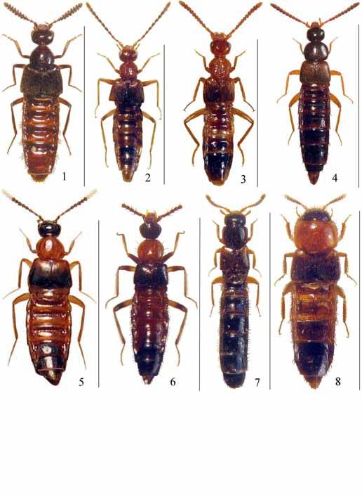 96 Pace, R.: Biodiversità delle Aleocharinae della Cina: Lomechusini e Thamiaraeini Figg. 1-8: Habitus. 1. Tetrabothrus chinensis n. sp., scala 5,5 mm; 2. Drusilla cenwanglaomontis n. sp., scala 4,2 mm; 3.