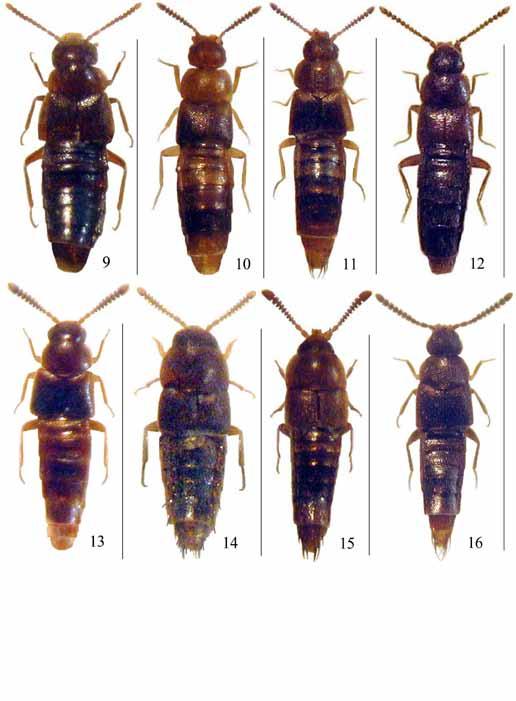 Beitr. Ent. 62 (2012) 1 97 Figg. 9-16: Habitus. 9. Eutaenoglossa schuelkei n. sp., scala 2 mm; 10. Platorischna sinensis n. sp., scala 1,6 mm; 11. Platorischna sichuanensis n. sp., scala 1,6 mm; 12.