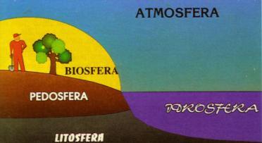 Il suolo è un sistema polifasico, eterogeneo e dinamico Minerali