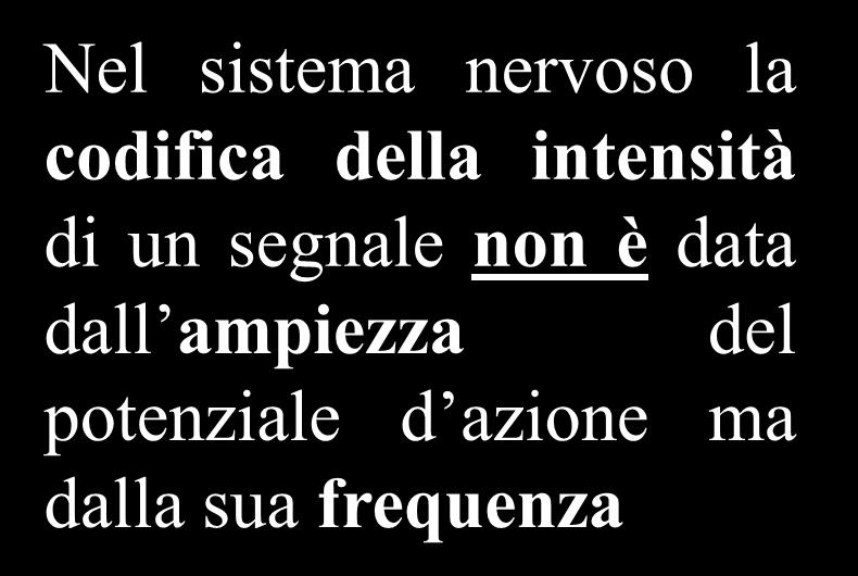 aumenta la frequenza con cui i potenziale d azione si susseguono Nel sistema