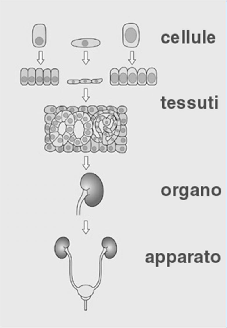 Cellule, tessuti, organi ed INTRODUZIONE INTRODUZIONE apparati La citologia studia la struttura microscopica e