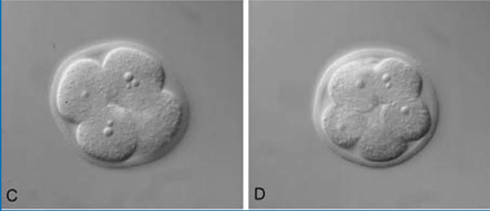 Embrioni di topo a diversi stadi di sviluppo: