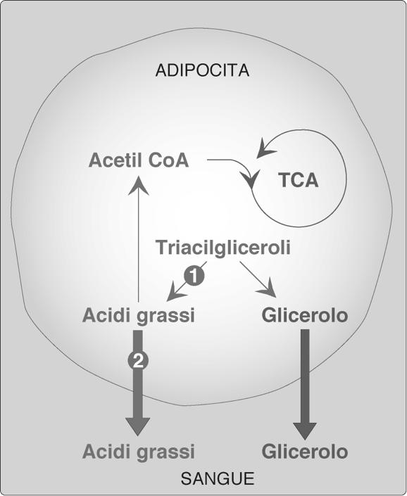 Aumento della degradazione dei triacilgliceroli, dovuta all attività dell adrenalina ma soprattutto della noradreanalina liberate