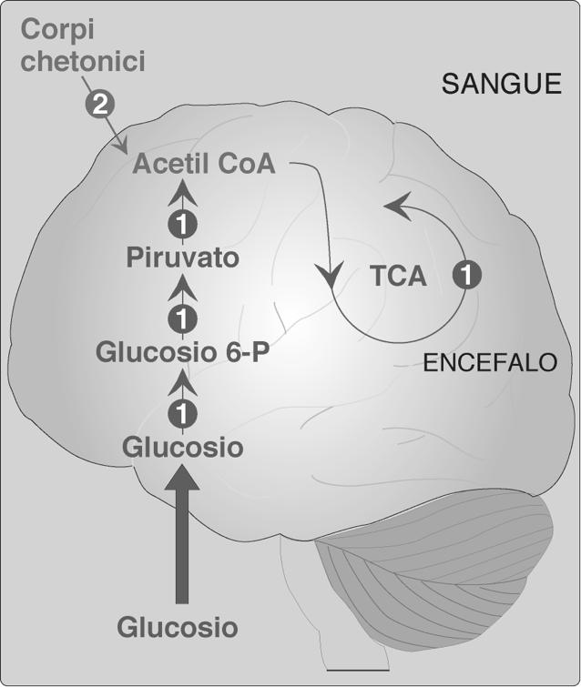 METABOLISMO DELL ENCEFALO Nei primi giorni utilizza