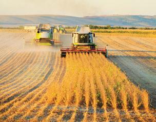 Una funzione di produzione del grano Nella produzione agricola, le grandi imprese agricole ricorrono in genere a tecnologie ad alta intensità di capitale.