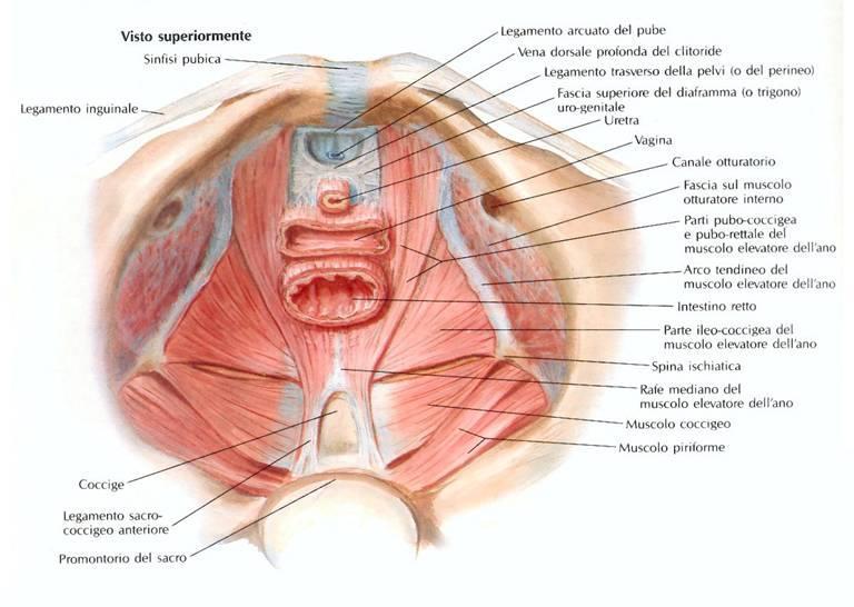 funzione di sostegno degli organi pelvici ne derivano disturbi di natura