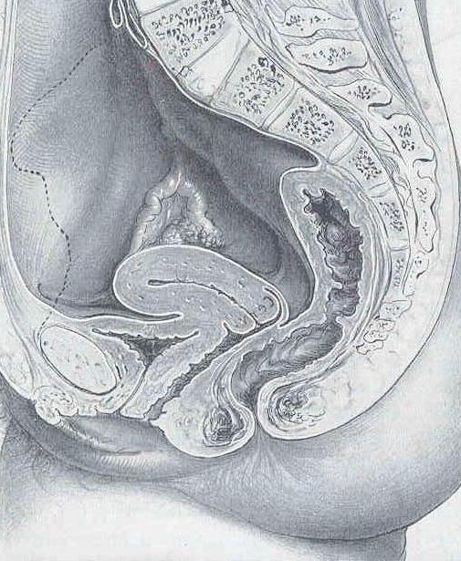 Il pavimento pelvico Unità strutturale (il fondo della cavità) Muscoli e legamenti