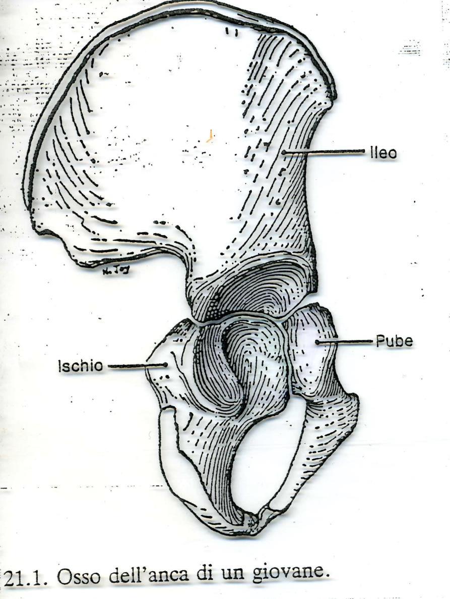 L osso dell anca durante l embriogenesi è costituito da tre pezzi: ileo, ischio e pube che si fondono tra di loro in corrispondenza dell