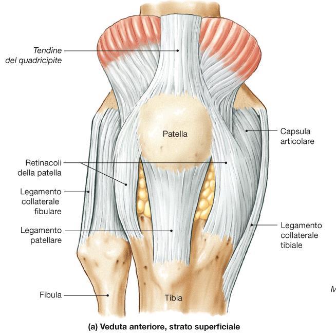 Rotula o patella E un osso sesamoide, di forma quasi