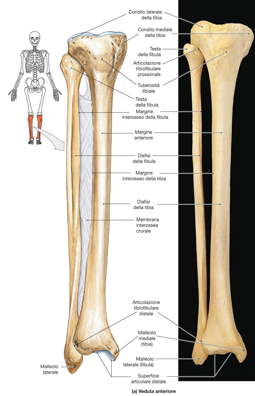 ARTO INFERIORE: TIBIA E FIBULA Tibia e fibula sono le ossa della gamba. Sono articolate tra di loro. Membrana interossea crurale.