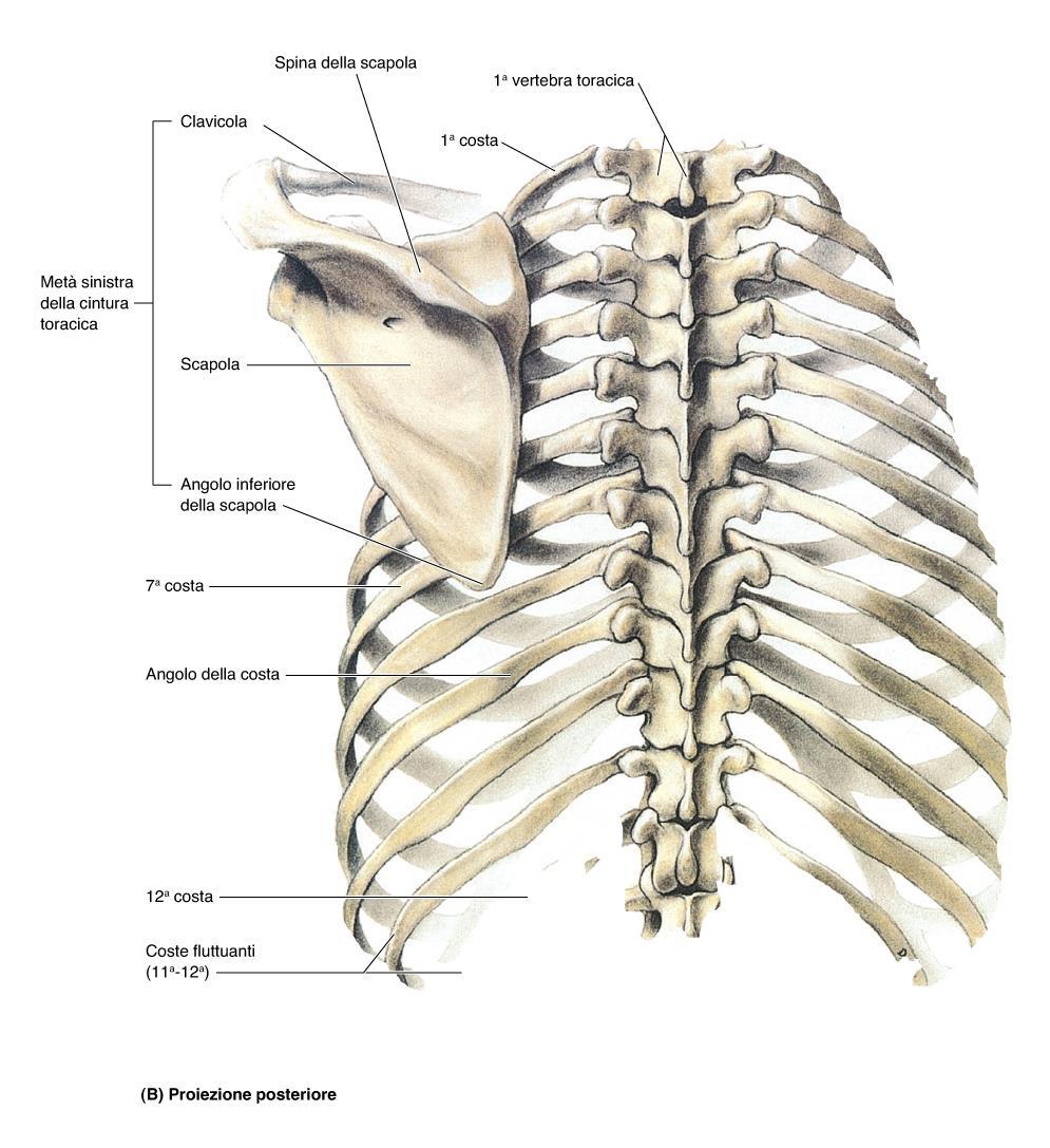 LA SCAPOLA: posizione anatomica La scapola è un osso