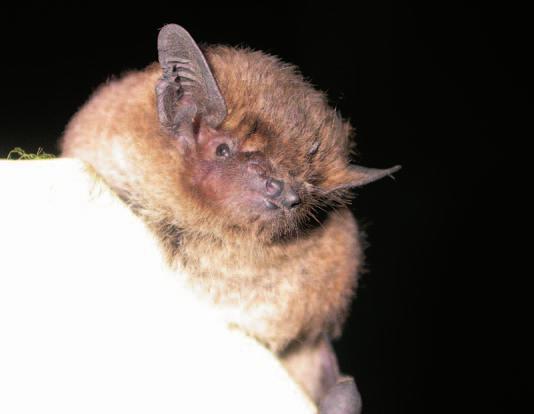 07 Chirotteri 1-12-2006 11:41 Pagina 468 Nome scientifico Pipistrellus nathusii Nome comune Pipistrello di Nathusius Sistematica Classe: Mammalia. Ordine: Chiroptera. Famiglia: Vespertilionidae.