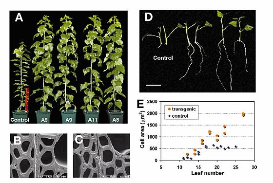 Piante antisenso per il gene 4CL (4 Cumarato-CoA-Ligasi) Crescita delle piante transgeniche Enhanced growth in transgenic aspen.
