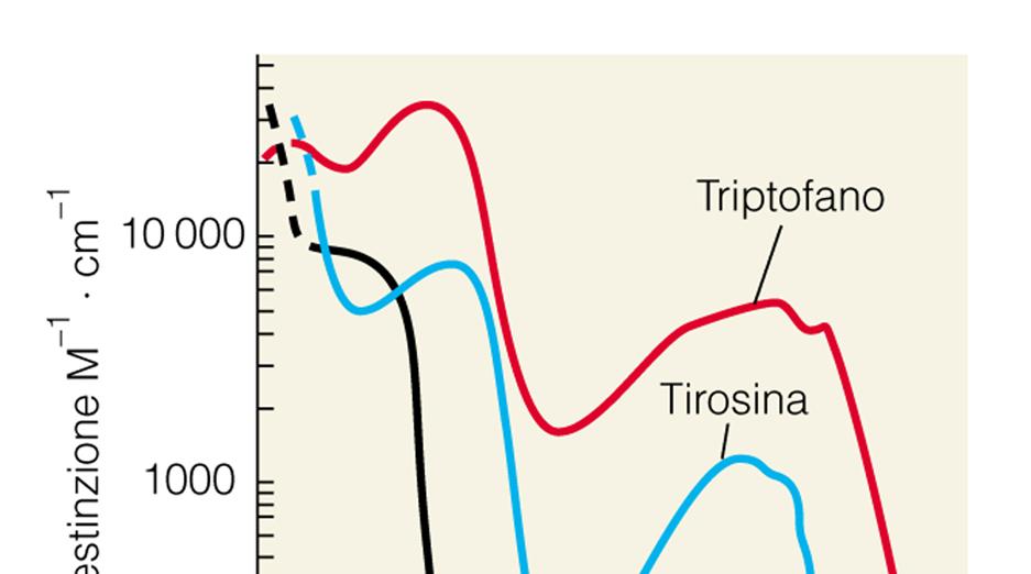 25 PROPRIETA CHIMICHE Gli aa sono solubili in acqua e insolubili in solventi apolari.