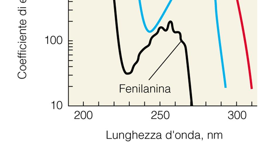 COO - + H + NH 2 + H + " NH 3 + Il gruppo amminico aumenta l acidità del gruppo carbossilico (da pka = 4.7 a pka = 2.0-2.2).