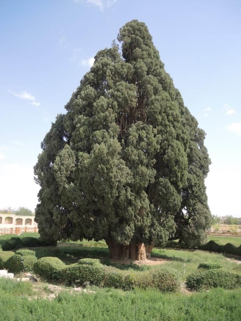 Abarkuh: Ghiacciaia e il cipresso,