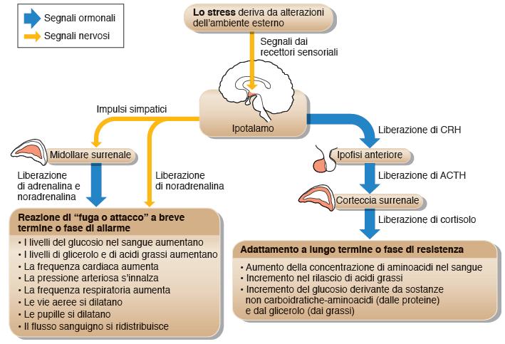 Lo stress e i