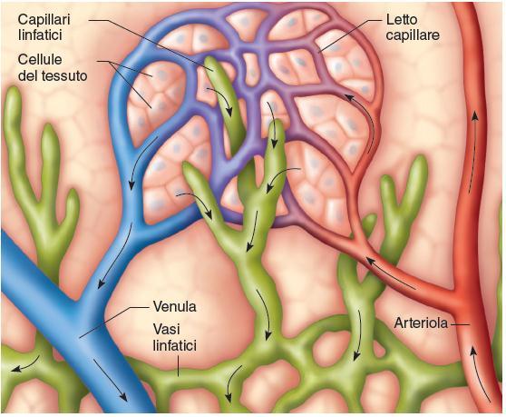 I vasi linfatici 31 La circolazione linfatica inizia dai capillari linfatici, piccoli