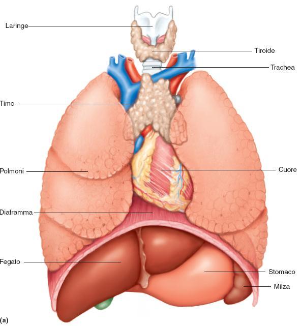 Timo e Milza 36 Il timo (organo dell età infantile) è bilobato e situato tra i due polmoni, superiormente al cuore.