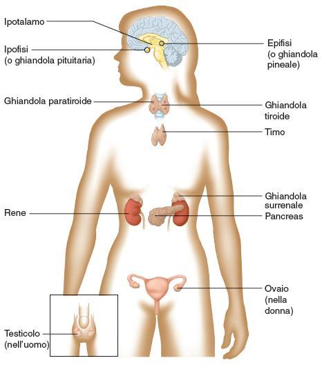 da molte cellule secretrici di ormoni,