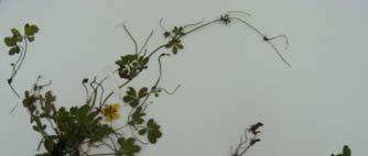 risultate più interessanti ai nostri scopi: Trifolium repens e