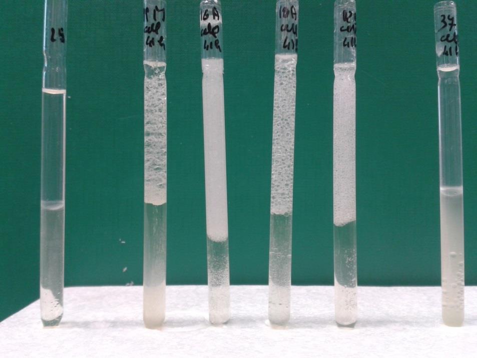 Screening per attività emulsionante e produzione di biofilm CEPPO Degradazione Fenantrene Emulsione su PLV (EI) Cellule Surnatante (%) Bordetella petrii EL12B 70.7 0.94 0.