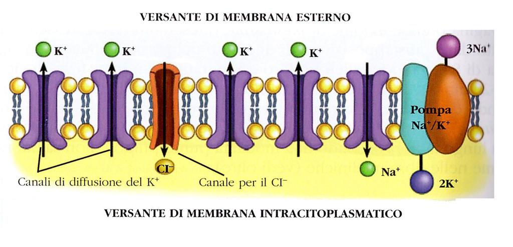 Il potenziale di membrana nel neurone è dovuto alla pompa